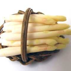 asparagus_white_single (10088_15)