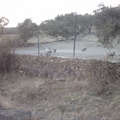 pigs (10173_4)