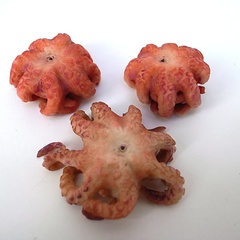 octopus_small_group (10938_5)