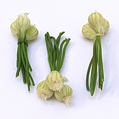 new_onion_bunch (12683_4)