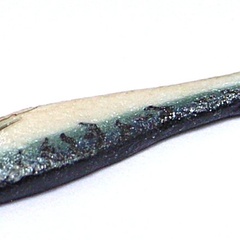 Mackerel Single