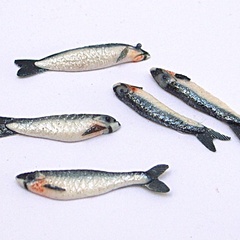 sardine_single (12758_3)