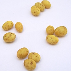 new_spuds (12758_7)