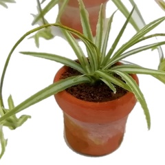 Image of Spider Plant, reverse colours
