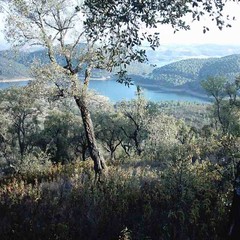 448_1_campo-gorgeous
