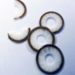 r0012562 (4888_1)