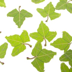 large-ivy (5202_2)