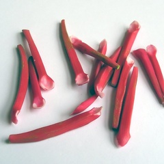 rhubarb_single (5661_7)
