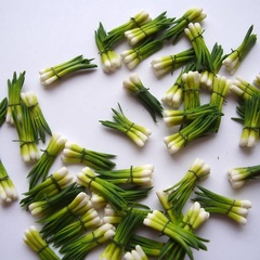 spring onion bunch (6250_1)