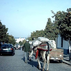 787_3_donkey1