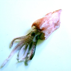 goodsquid_999_20