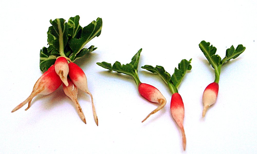 TX Miniatures Market Place html Vegetables, Radish Bunch 4