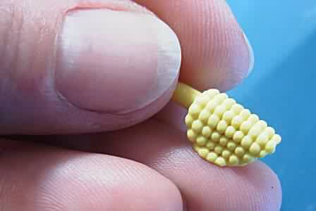 804_5_corn1a