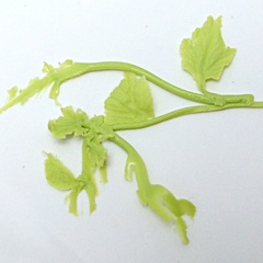Image of Leaf Veiner #8 Vine Micro
