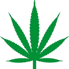 Image of Acer / Cannabis Stencil 2020