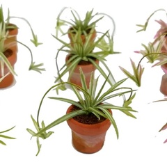 Image of Spider Plant stencil