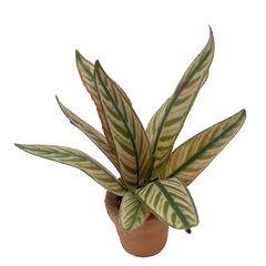 Image of Calathea Bachemiana (potted)