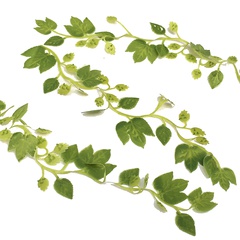 Image of Hop Bines 