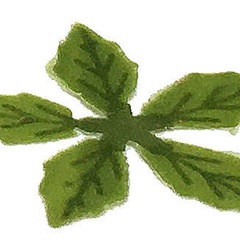 Image of Poinsettia Green spares