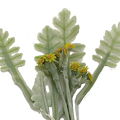 Image of <b>NEW</b> Dusty Ragwort Stencil