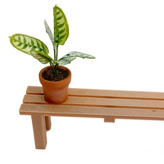 Image of <b>New Offer</b> Calathea Makoyana 