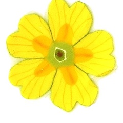 Image of Spring Primula MultiCane