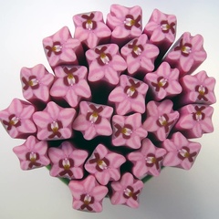 Image of orchid simple pink MultiCane